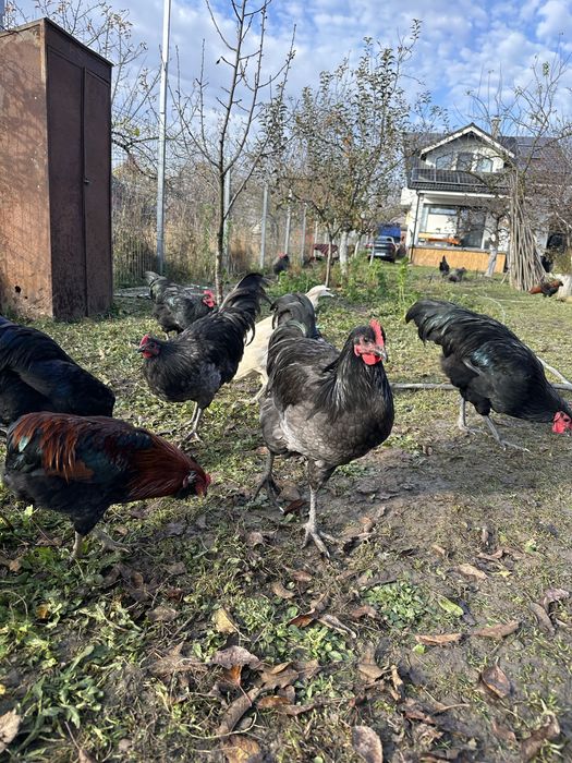 Cocosi Australorp, La Bresse, Araucana