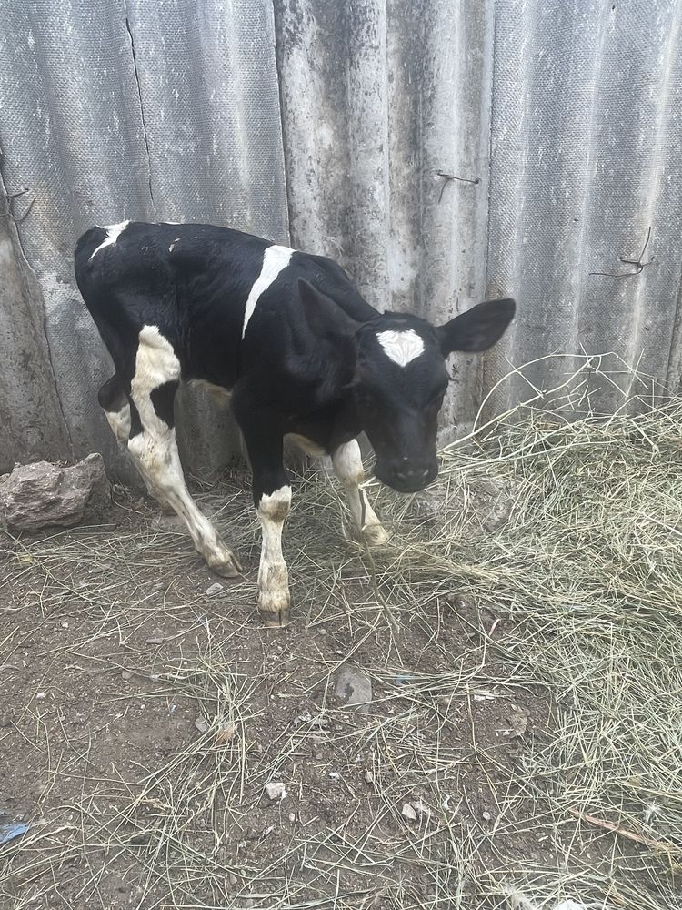 Taur si vitaea angus