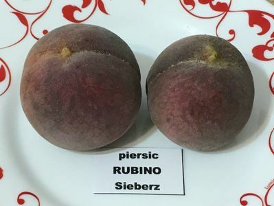 Piersic (Rubino cu Miez Rosu )