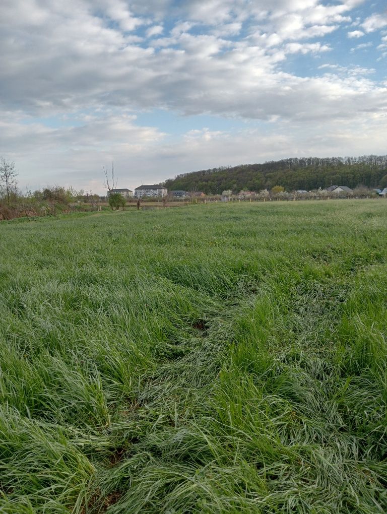 Vând iarba cu lucerna 7000m