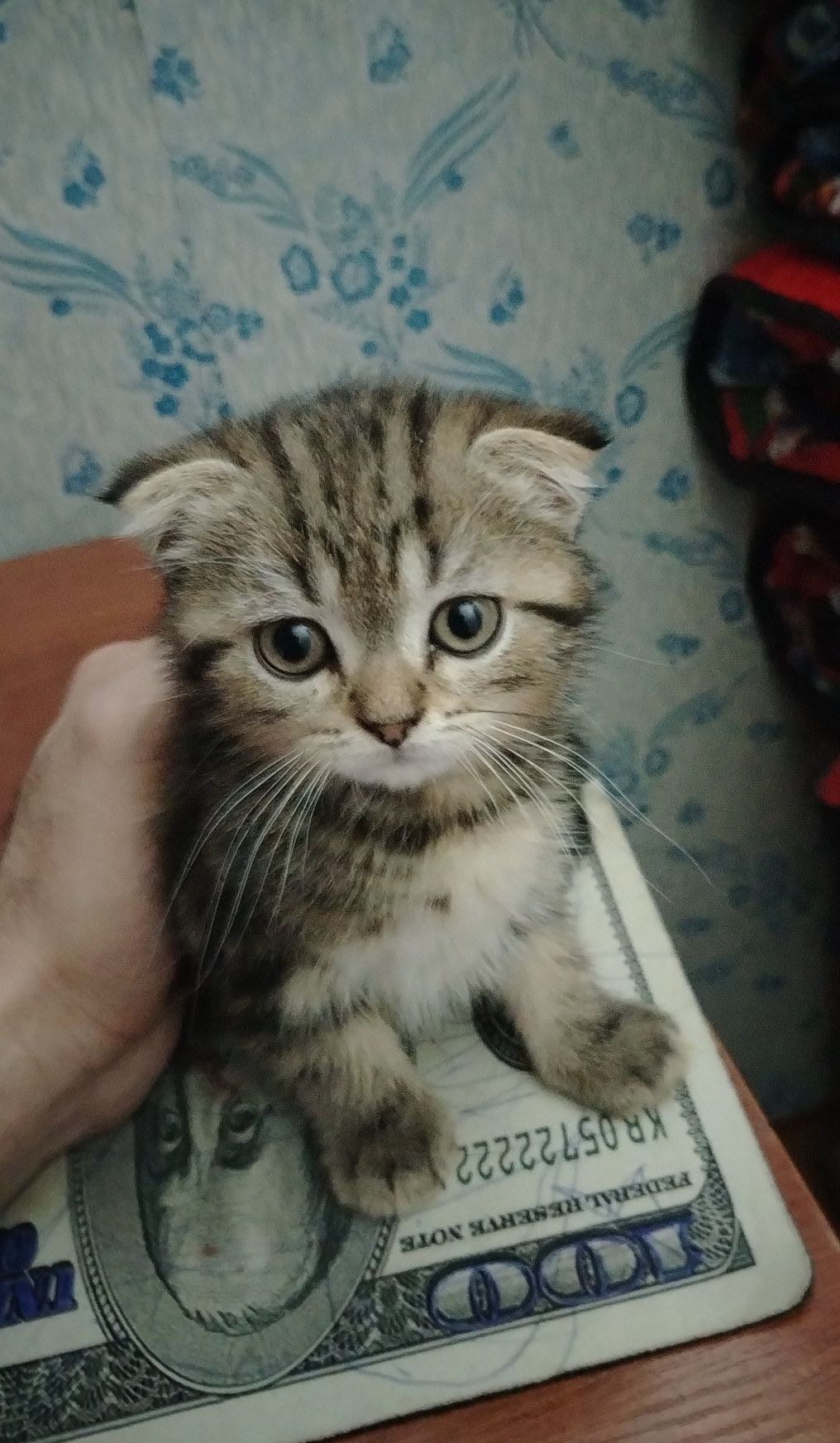 Шотландский веслоухий котёнок