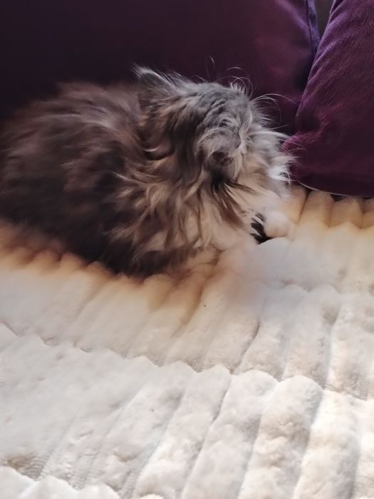 Очарователно персийско котенце