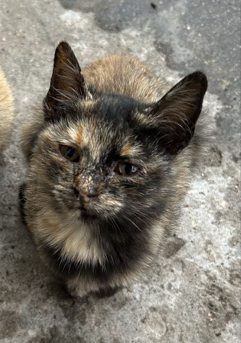 Търся дом за котки и котенца