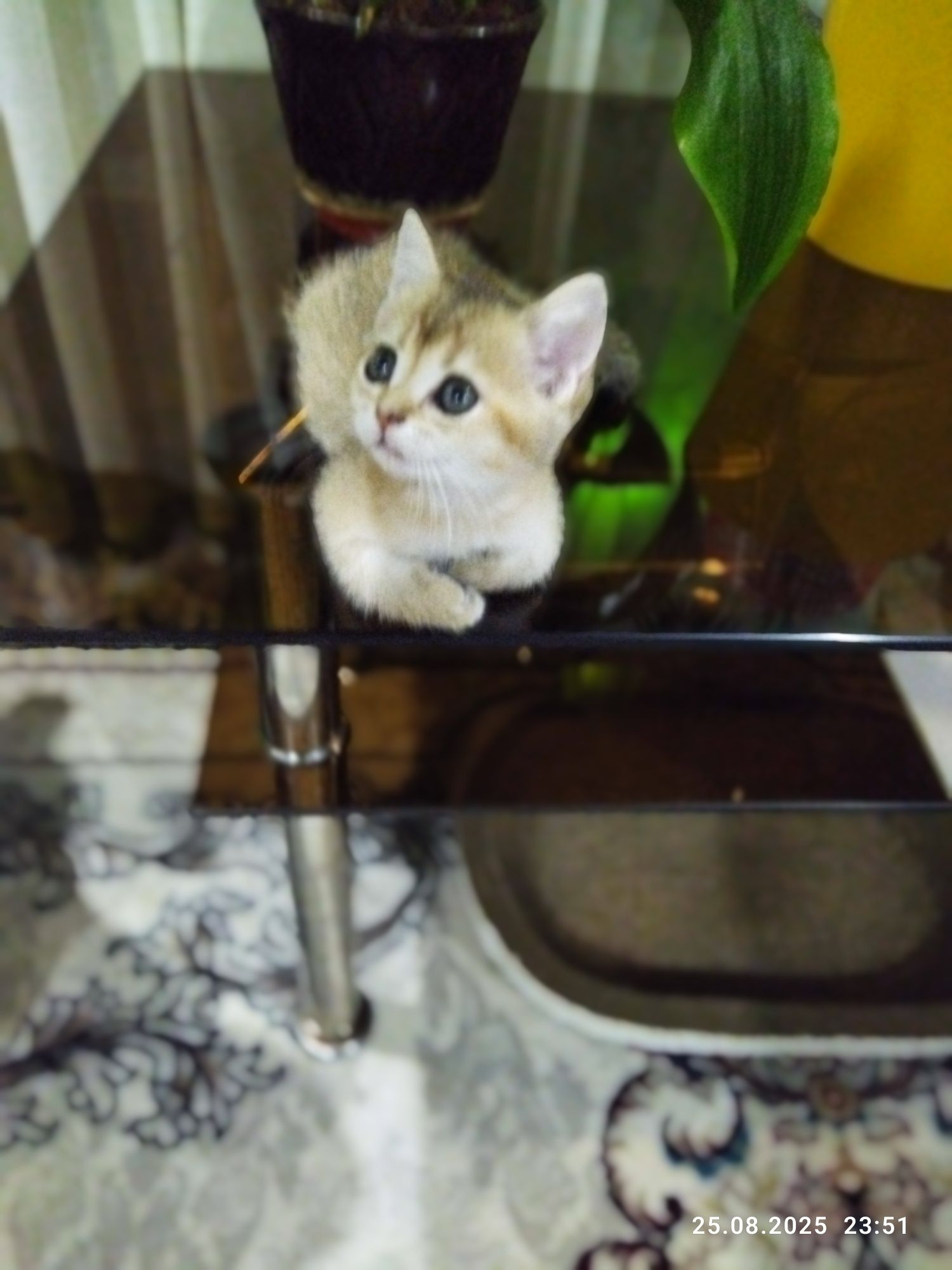 Продается котенок золотая шиншилла