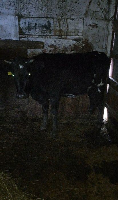 Продам телку на куздик 1,8года