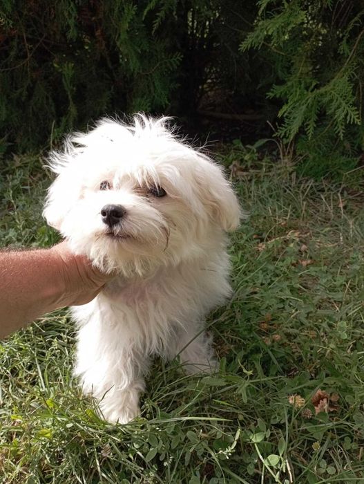 Малтийска болонка на 8 месеца