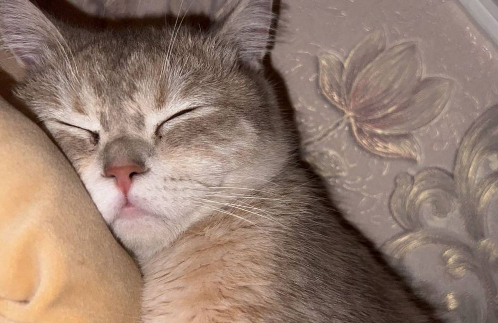 Срочно продаем кота