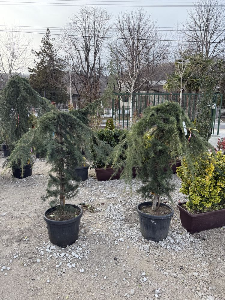 Plante ornamentale