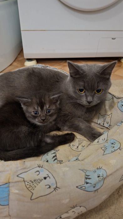 продам котенка скоттиш фолд