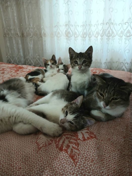 Мушук болалари дим аклли латок билади 3 ойлик 2 киз 2 угил мушук хадя