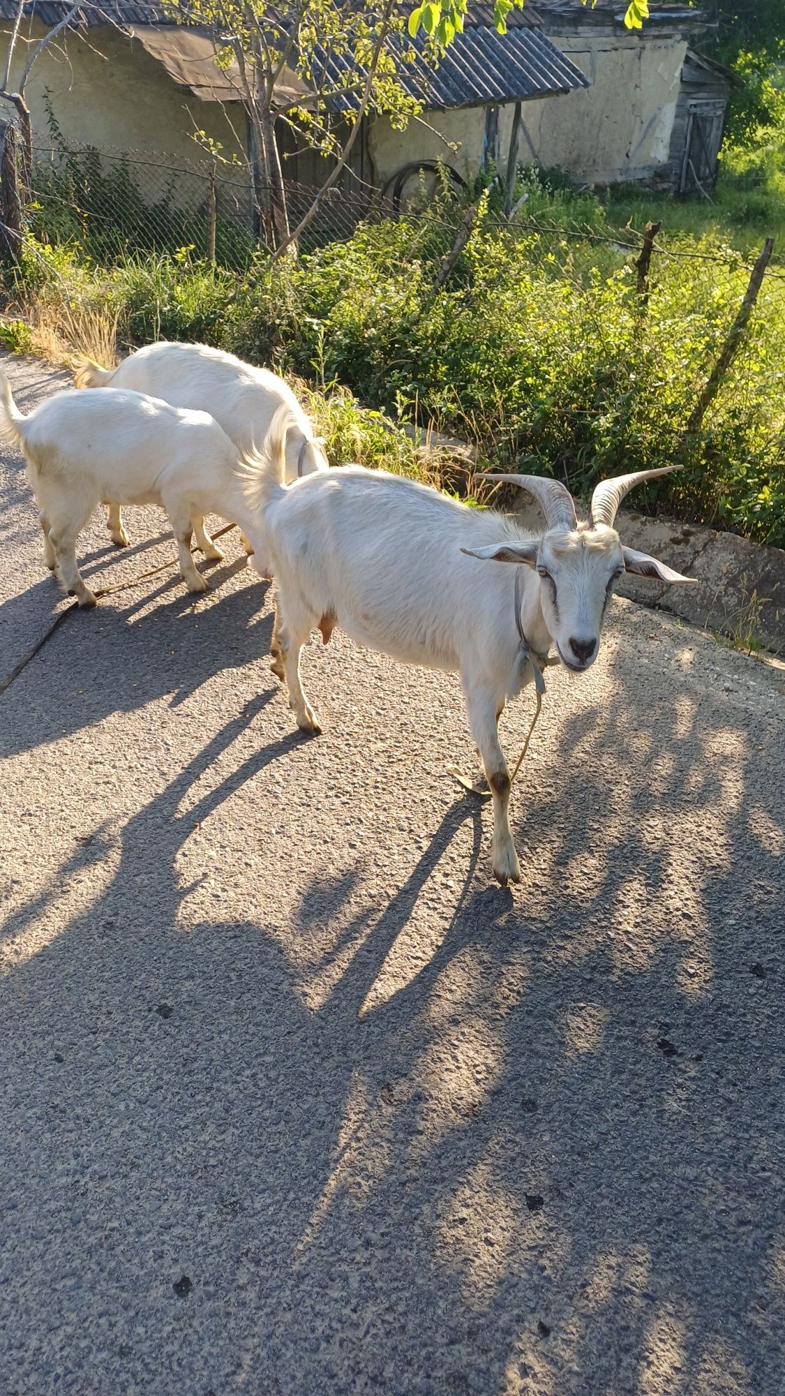 Vând capre bune de lapte