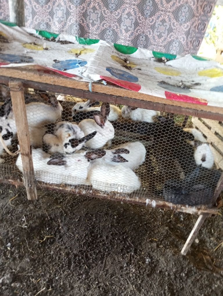 Продавам угоени зайци