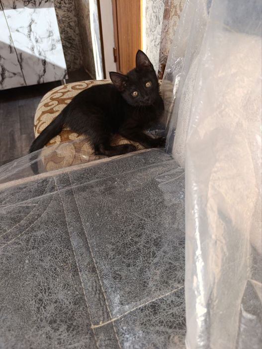 Mushuklar Bepul Котята Бесплатно