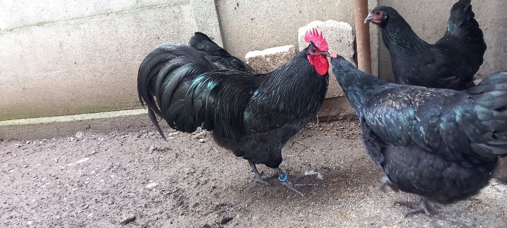 Gaini si Cocoși Australorp și LaBresse