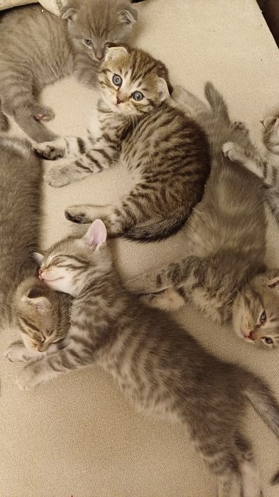 Продам шотландских котят