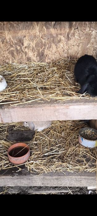 Pereche berbec german pitic