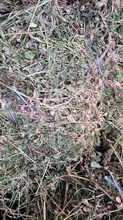 Baloți de lucernă se vând urgent