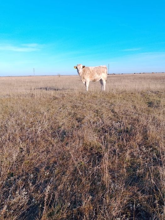 Продам подсосную телку.