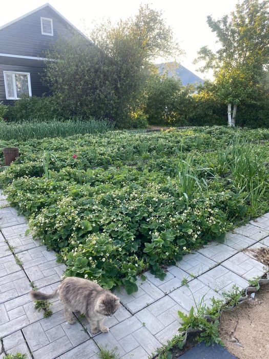 Продам дом в Петерфельде