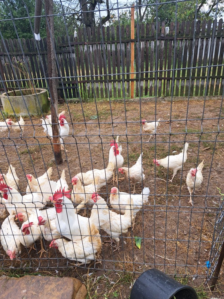 Familii Leghorn de vânzare