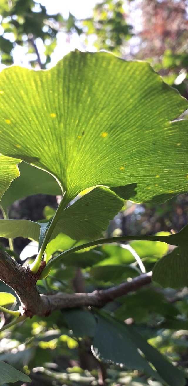 Puieti Ginkgo Biloba