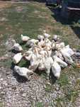 Rațe Pekin/Rațe de carne