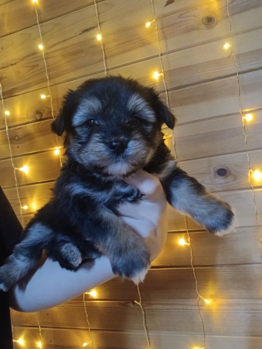 Кученца йорки - шпиц