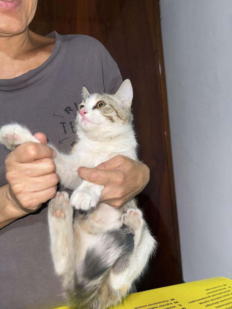 Домашний котенок бесплатно в добрые руки