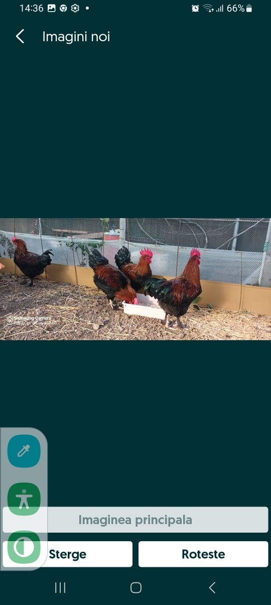 Vand oua pentru incubat de Marans