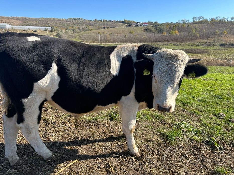 Vaci, bălțată, viței, tauri