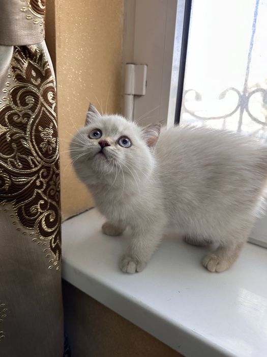 Продаётся котенок девочка шиншилла поинт окрас 2.5 месяца
