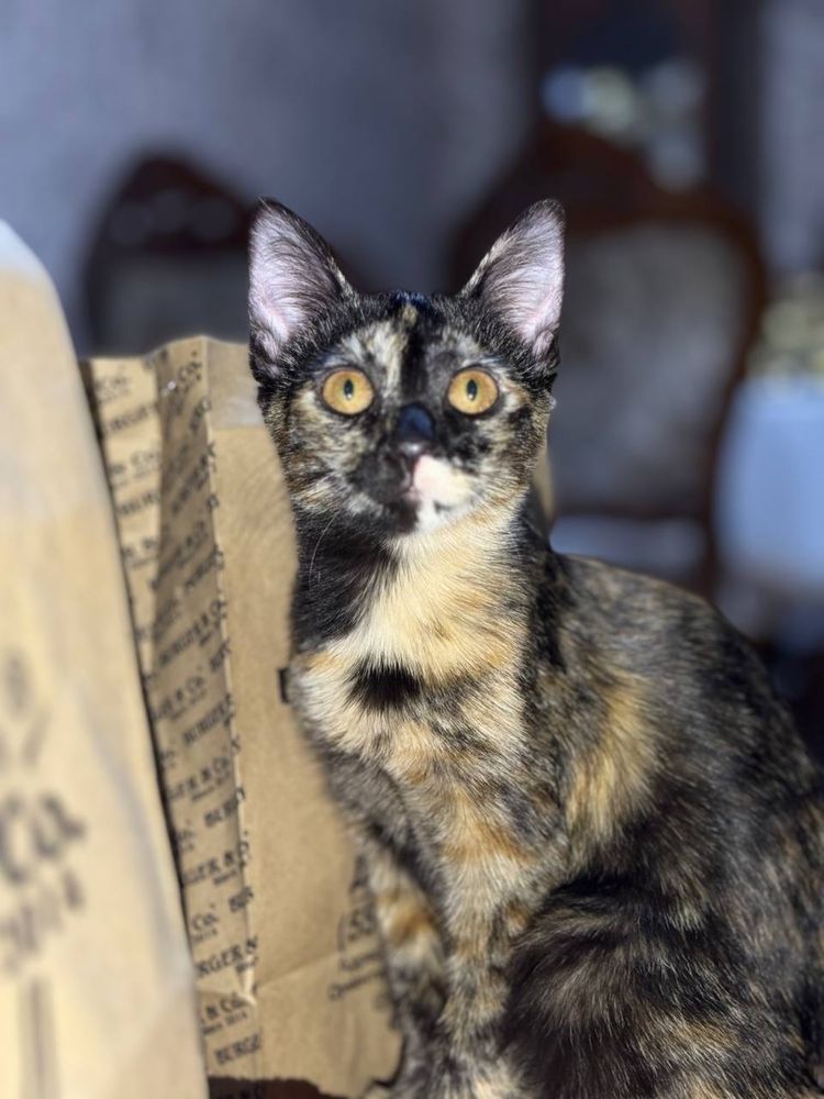 Отдам котёнка в добрые руки