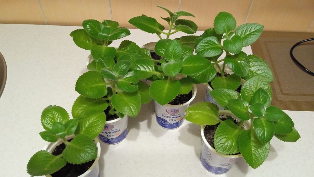 Продам комнатные цветы от 500 тенге