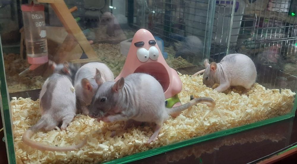 Крысы-сфинксы тёмного окраса