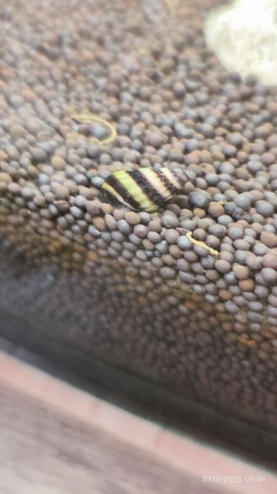 Хелена- аквариумная улитка