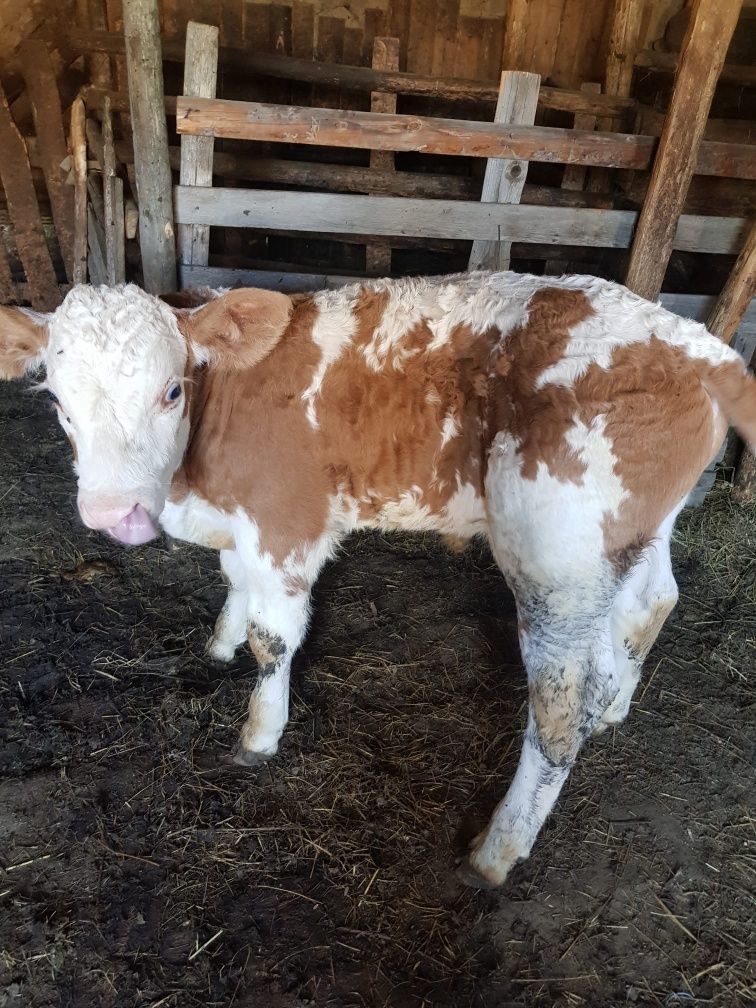 Vând vaca cu vițel de 2 săptămâni