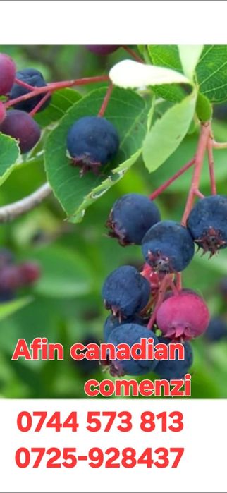 Nuc Chandler.Cires.Prun.Alun.Nuc.Tei.Mesteacan.Paullownia.Castan.Tei.