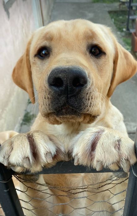 Donez 2 masculi Labrador