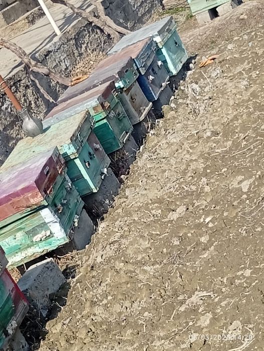Asal ari sotiladi ramkasi 150dan kup oladigan busa yana keliwiladi