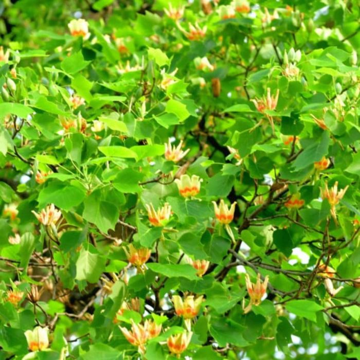 Pomi ornamentali  arborele de lalea