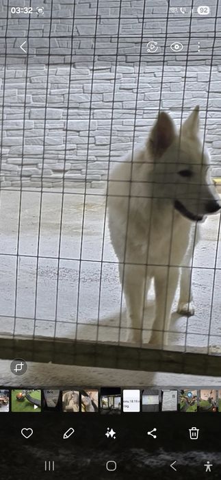 Pereche Ciobanesc elvetian pedigree tip A