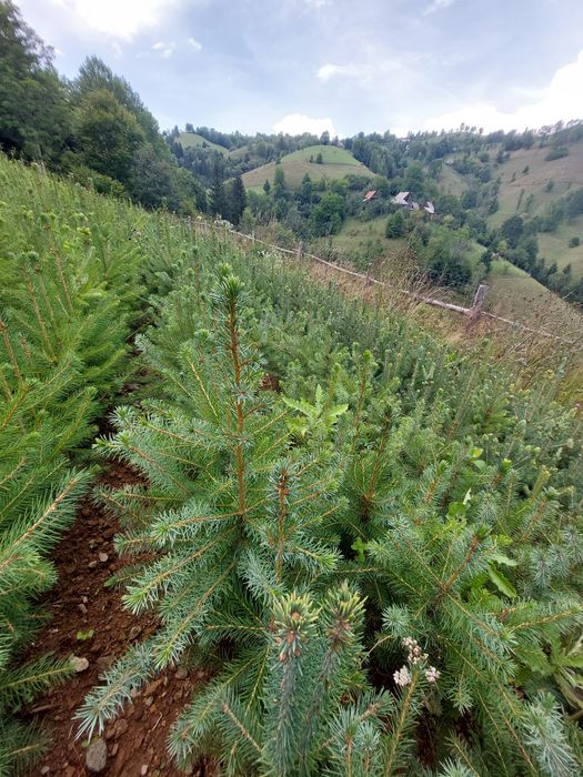 Pachet 50 buc. puieti molid argintiu sarbesc- Picea omorika 4 ani