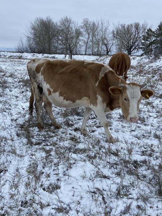 Продам дойную корову 7 лет