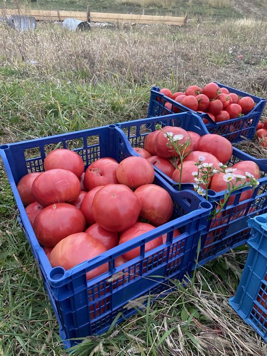Rosi pentru cansum sau bulion