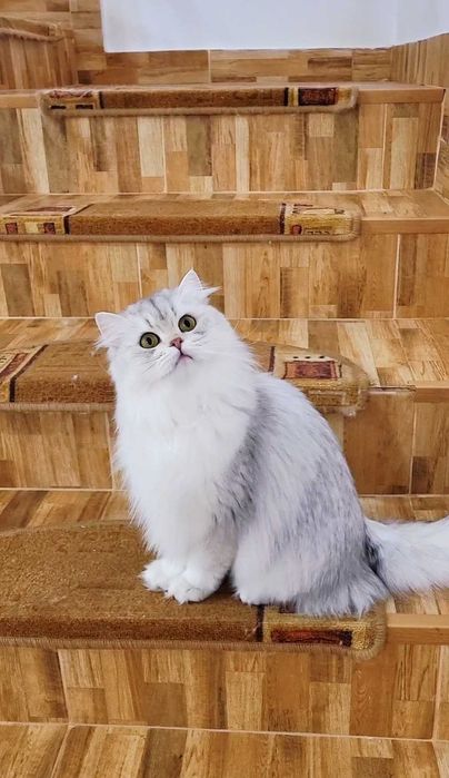 British longhair fetita pedigree din ambii parinti Campioni Mondiali