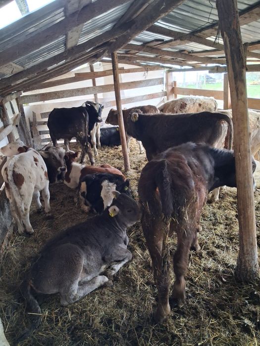 Vând vitei antarcatai