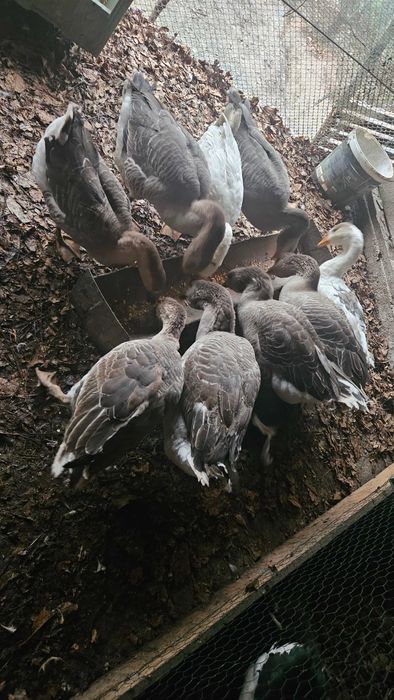 Vand gaste   4 Toullouse  3 americae si 2  albe  total  9 bucati