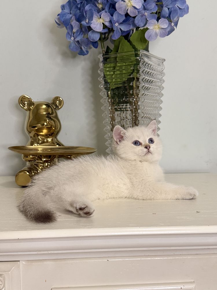 Серебристая шиншилла