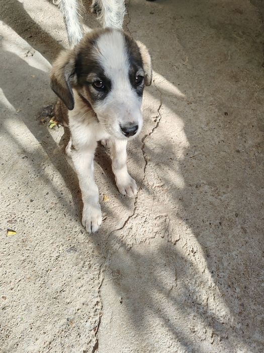 Щенок, отдам в добрые руки, хороший звонок