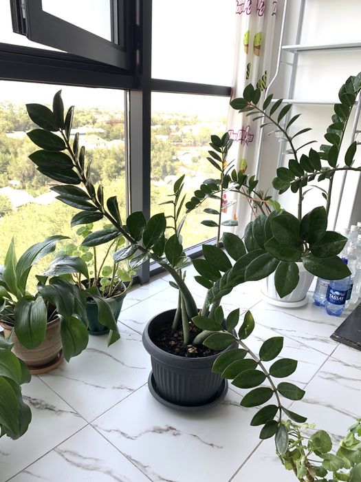 Продам Замиокулькас - долларовое дерево